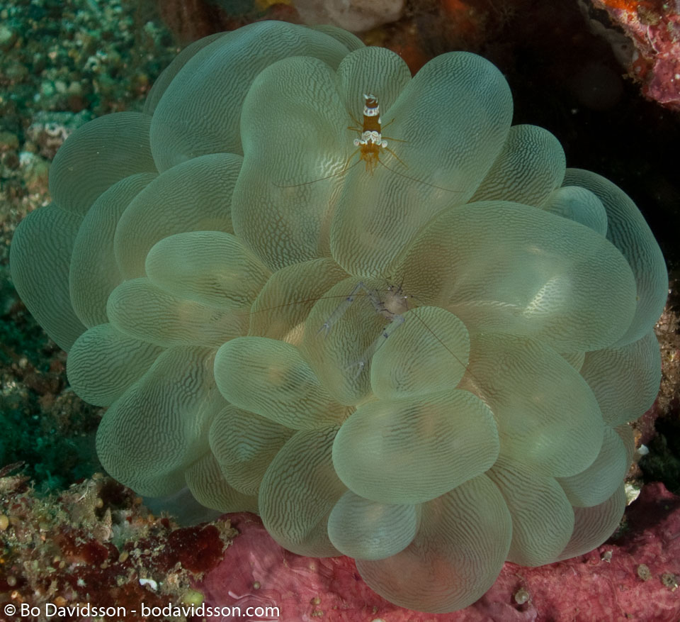 BD-090927-Lembeh-9274575-Plerogyra-sinuosa-(Dana.-1846)-[Rounded-bubblegum-coral].jpg